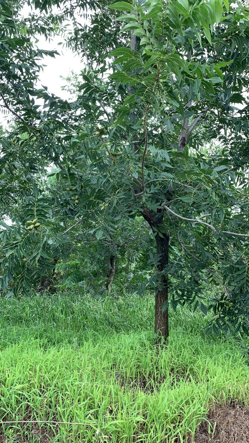 碧根果大树  结果期 (1)